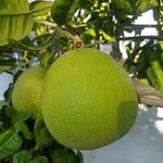 Citrus hystrix Fruitua