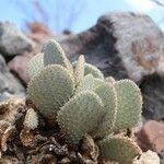 Opuntia basilaris 整株植物