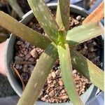 Aloe diolii Φύλλο