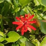 Passiflora coccinea ফুল