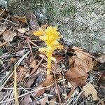 Orobanche flava Flower