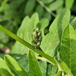 Astragalus cicer പുറംതൊലി