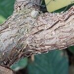 Ficus cyathistipula Bark