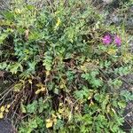 Erodium manescavi অভ্যাস