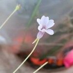 Pinguicula pumila Λουλούδι