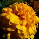 Tagetes erecta Flower