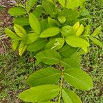 Holarrhena pubescens Hoja