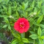 Geum quellyon Flower