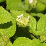 Hyptis atrorubens Leaf