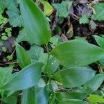 Asparagus asparagoides Blatt