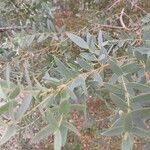 Eucalyptus parvula Folha