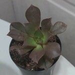 Aeonium decorum 葉