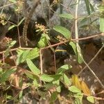 Euphorbia nutans Leaf