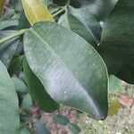 Garcinia intermedia Leaf