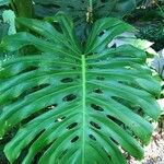 Monstera deliciosaᱥᱟᱠᱟᱢ