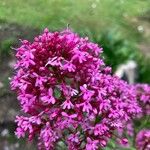 Valeriana lecoqii Květ