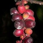 Sorocea pubivena Fruto