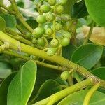 Griselinia littoralis Fruit