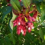 Leycesteria formosa Virág