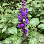 Salvia farinacea Цвят