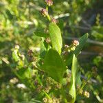 Oxybasis chenopodioides Flower