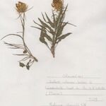 Phyteuma charmelii Hábito