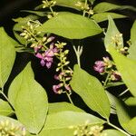 Lonchocarpus parviflorus Λουλούδι