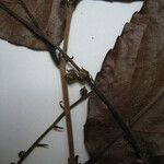 Homalium guianense autre