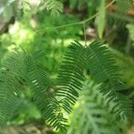 Mimosa polycarpa Blatt