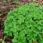 Geranium wlassovianum Yaprak