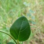 Boerhavia diffusa Leaf