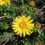 Doronicum grandiflorumКветка