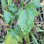 Chenopodiastrum hybridum Leaf