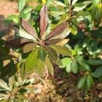 Morella cerifera Hoja