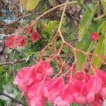 Begonia coccinea Blomst