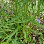 Campanula persicifolia Leaf