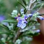 Rosmarinus eriocalyx Fleur