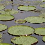 Victoria amazonica Foglia