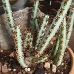 Euphorbia aeruginosa Blatt