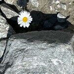 Leucanthemopsis alpina 花