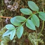 Campsidium valdivianum Hoja