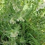 Vicia pannonica 整株植物