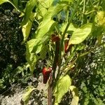 Capsicum annuumFruit