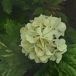 Viburnum macrocephalum 花