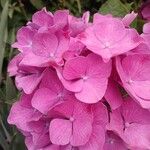 Hydrangea macrophylla花