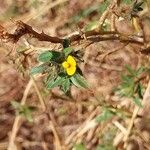 Stylosanthes guianensis Flower