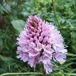 Traunsteinera globosa Flower