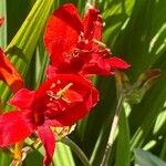 Crocosmia paniculata Flower