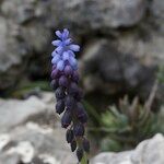 Muscari atlanticum Egyéb