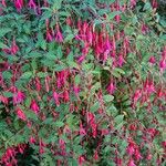 Fuchsia magellanicaᱵᱟᱦᱟ